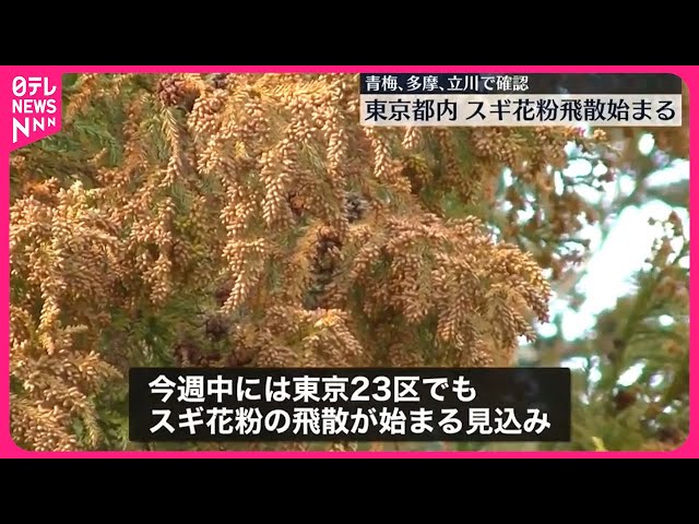 スギ花粉　青梅で3986個/㎠など都内で過去最多の飛散量…今日も関東～九州で大量飛散