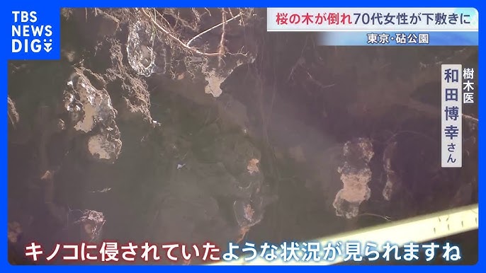 【東京】桜の木が倒れて70代女性が下敷きに　根元から倒れた大木に専門家も驚き 原因は「根にキノコが・・・」？　世田谷区の砧公園