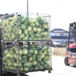 【バングラデシュ人犯罪】専門職「技人国」でカット野菜　逮捕の人事部長はバングラ人「最低賃金で働く労働力必要」