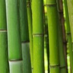 【「鬼滅の刃」竈門禰豆子がくわえている竹は実在するのか】近畿大教授がガチ調査