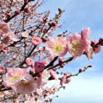 【スギ花粉】奥多摩でスギ花粉が山火事のような黄色い霧を形成