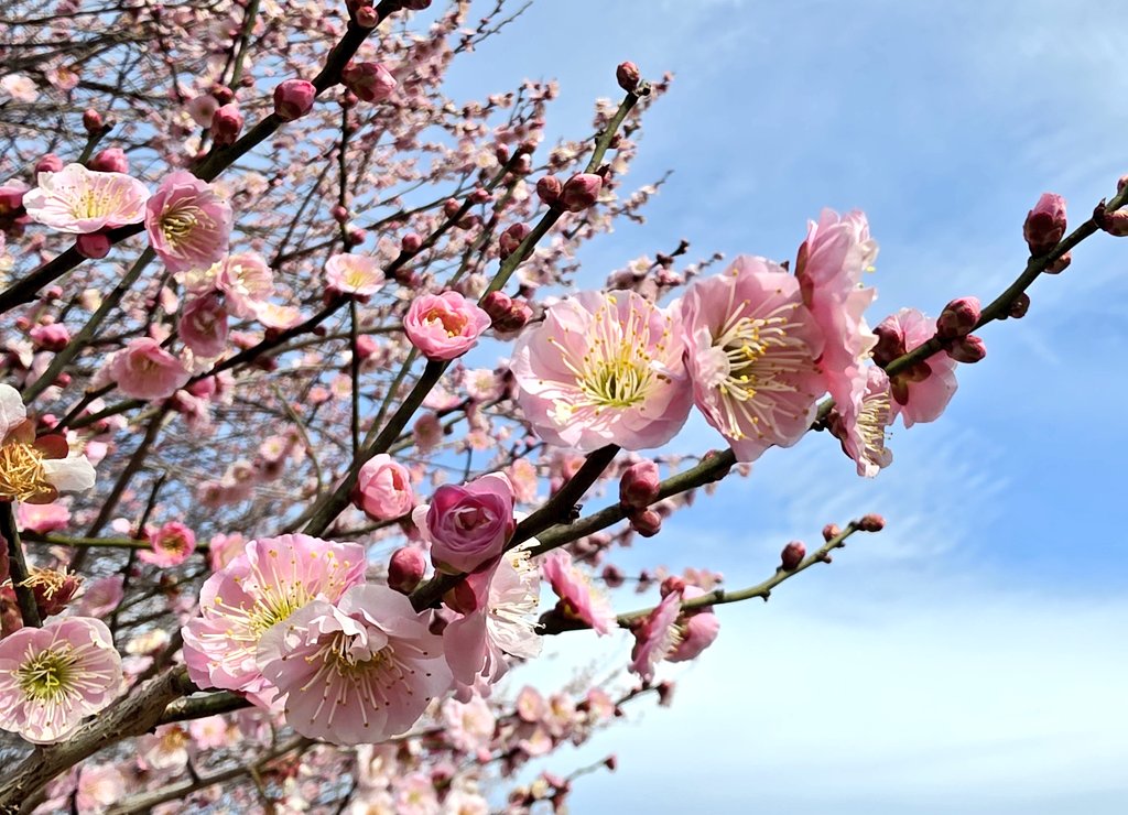 【スギ花粉】奥多摩でスギ花粉が山火事のような黄色い霧を形成