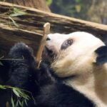 【東京】「パンダ不在の恐ろしさ、いなくなって初めて気づいた」 脱パンダ派もガチ勢も知らない、地域が抱える深刻な課題…中国が実は日本に貸したい意外な「メリット」も