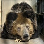 ウマグマ「マー」が死亡しました｜神戸市立王子動物園