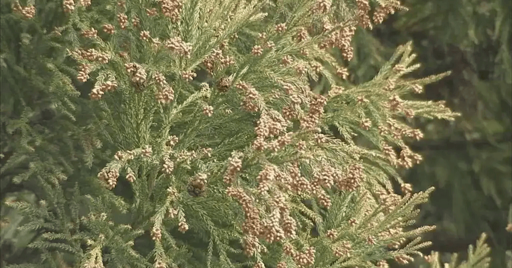 スギ花粉症の人は「トマト」に注意?　医師警鐘…「花粉食物アレルギー症候群」とは?　“花粉症”と“特定の果物・野菜”でアレルギー症状