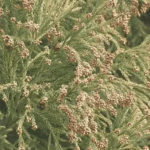 スギ花粉症の人は「トマト」に注意?　医師警鐘…「花粉食物アレルギー症候群」とは?　“花粉症”と“特定の果物・野菜”でアレルギー症状