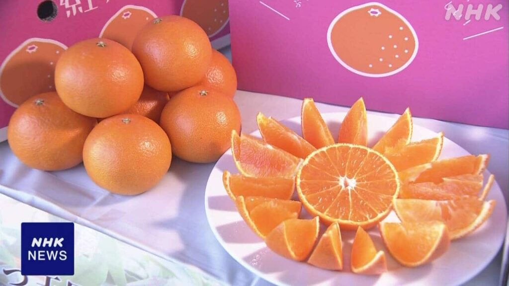 【🍊】愛媛県開発の高級かんきつ「紅プリンセス」販売始まる