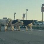 【佐賀・鳥栖市】「道路に牛がいます…」牛舎から牛が脱走　県道に滞留し一時渋滞が発生　けが人なし