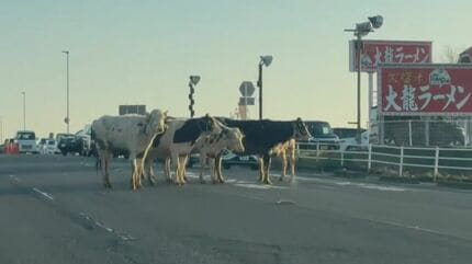 【佐賀・鳥栖市】「道路に牛がいます…」牛舎から牛が脱走　県道に滞留し一時渋滞が発生　けが人なし
