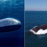 【オーストラリア】カナダ、ドイツと韓国による12隻の潜水艦の分割購入を検討