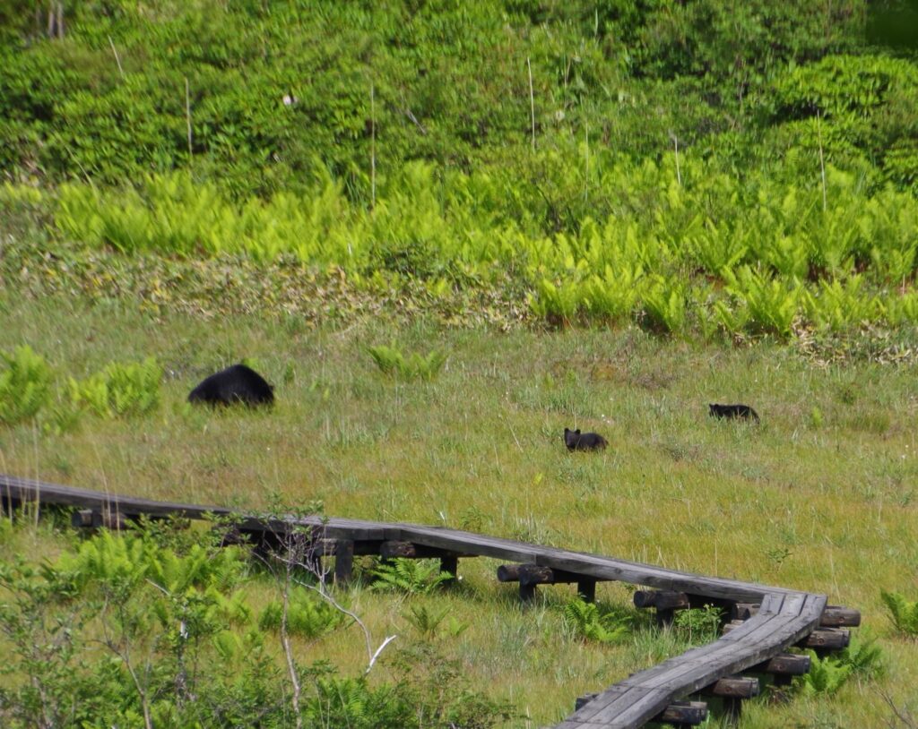 草津温泉であらたなクマ被害
