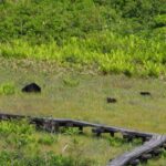 草津温泉であらたなクマ被害