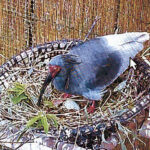 トキが今年初の産卵
