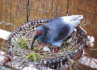 トキが今年初の産卵
