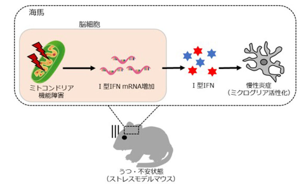 【研究】広島大学の研究グループが、脳内のミトコンドリア障害とうつ病・不安障害の発症が深く関わっていることを、マウス実験によって世界で初めて証明しました