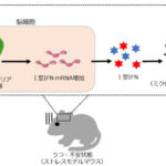 【研究】広島大学の研究グループが、脳内のミトコンドリア障害とうつ病・不安障害の発症が深く関わっていることを、マウス実験によって世界で初めて証明しました