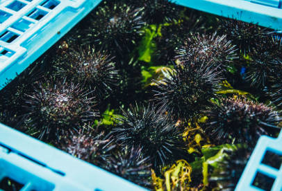 養殖のウニがすり替えられ被害額6000万円