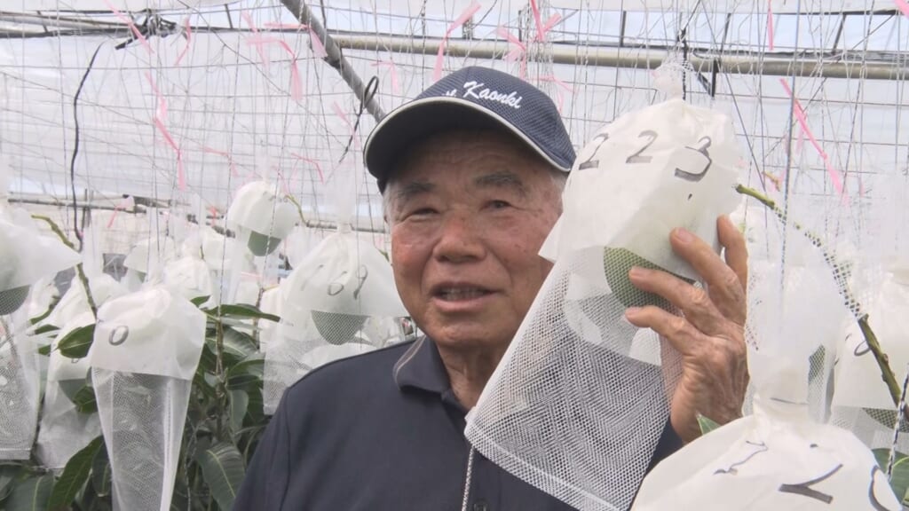 一本のマンゴーの木に1223個実を付ける