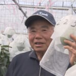 一本のマンゴーの木に1223個実を付ける