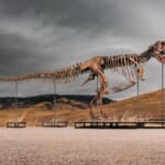 ティラノサウルスの骨格標本、史上最高額の81億円で落札。科学者は「研究の場から失われる」と警鐘