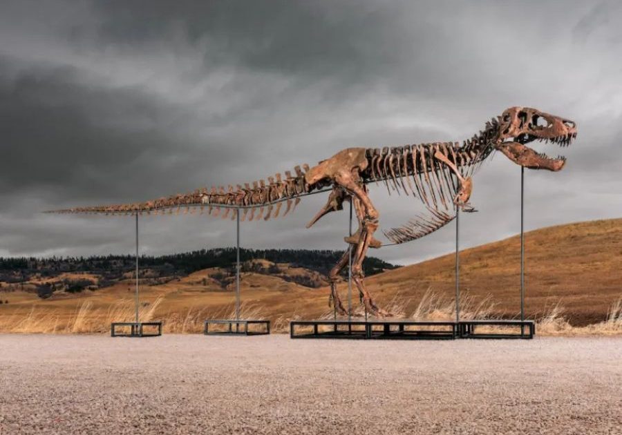 ティラノサウルスの骨格標本、史上最高額の81億円で落札。科学者は「研究の場から失われる」と警鐘