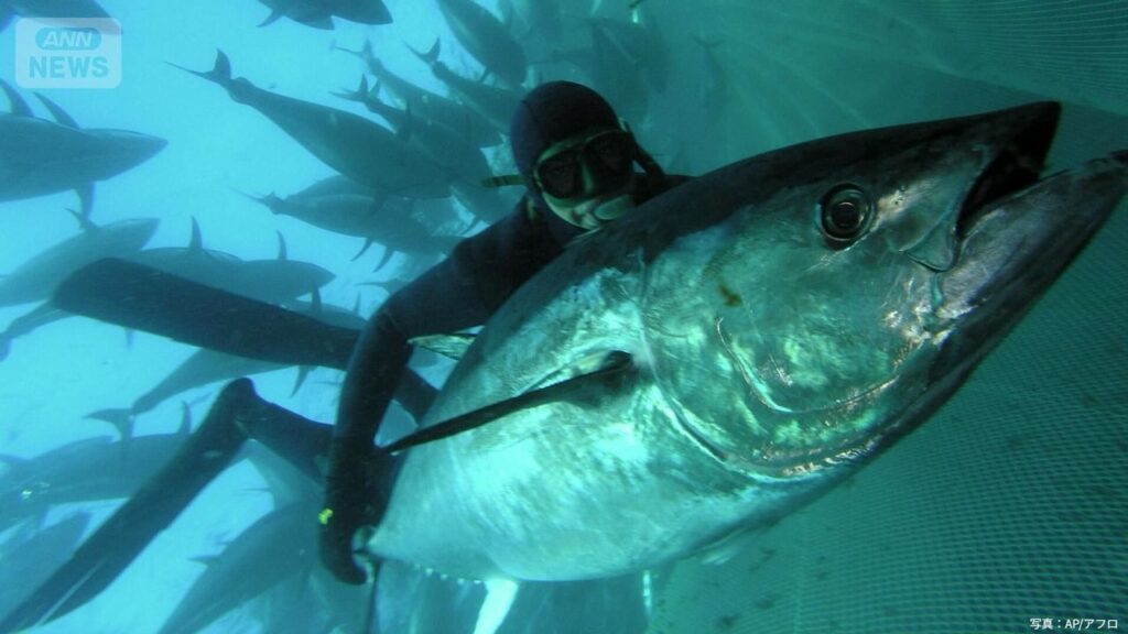 【マグロマル】クロマグロ国際会議紛糾 メキシコが突然反発