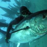【マグロマル】クロマグロ国際会議紛糾 メキシコが突然反発