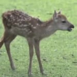 【神の使い】奈良公園のシカ「過去最多の1687頭」と判明　去年より222頭増加