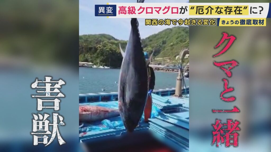 【漁業】「クマと一緒。害獣」高級魚“クロマグロ”が豊漁で“厄介者”に　一方で和歌山県沖ではカツオが大不漁　瀬戸内海では“南の海の魚”が「去年の10倍以上」に増加　背景に海水温上昇か