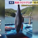 【漁業】「クマと一緒。害獣」高級魚“クロマグロ”が豊漁で“厄介者”に　一方で和歌山県沖ではカツオが大不漁　瀬戸内海では“南の海の魚”が「去年の10倍以上」に増加　背景に海水温上昇か