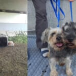 飼い犬を川に遺棄「2人で同棲するため…」38歳会社員の男と36歳無職の女を書類送検