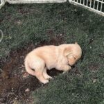 【速報】ドラゴンボーヌ、見つかる🐶