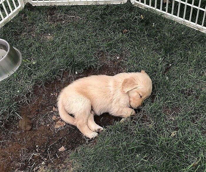 【速報】ドラゴンボーヌ、見つかる🐶