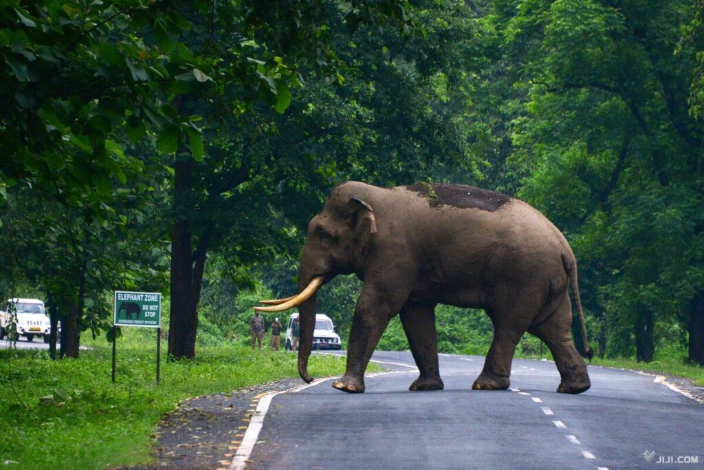 ゾウが襲撃、年明け１９人死亡　同じ個体か、捕獲急ぐ―インド