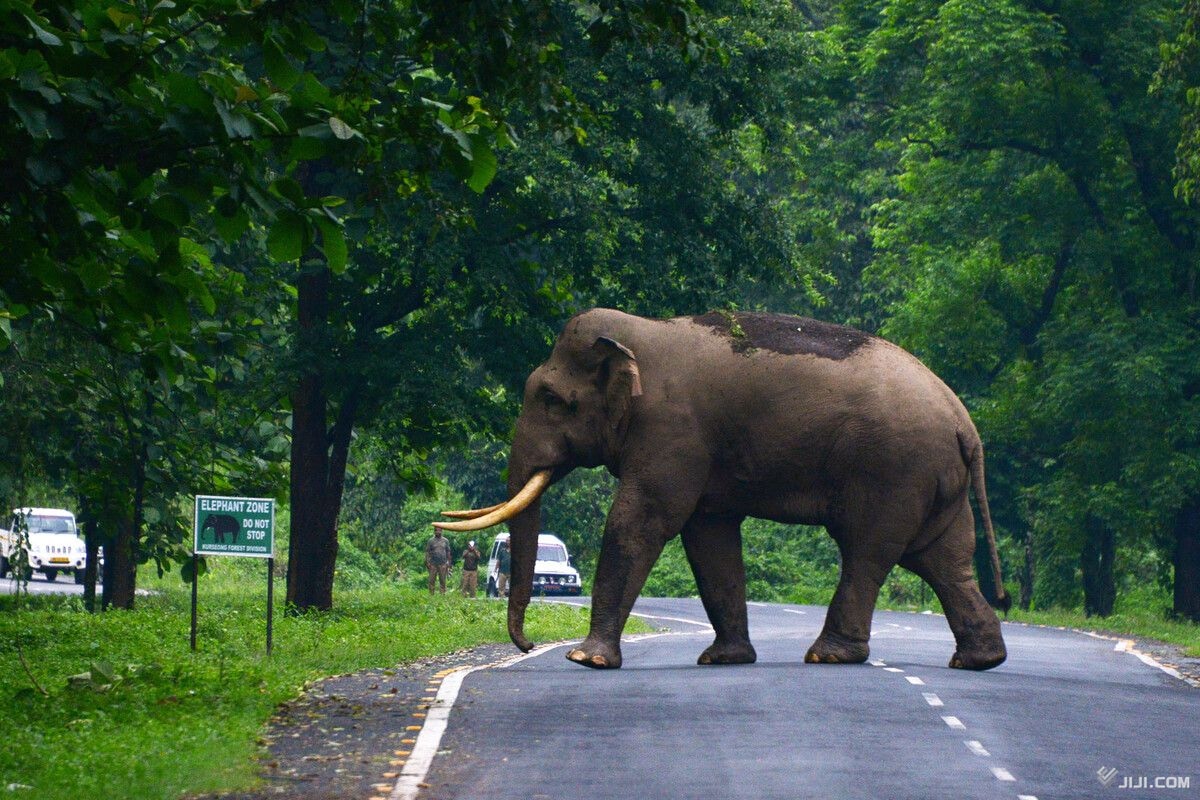 ゾウが襲撃、年明け１９人死亡　同じ個体か、捕獲急ぐ―インド
