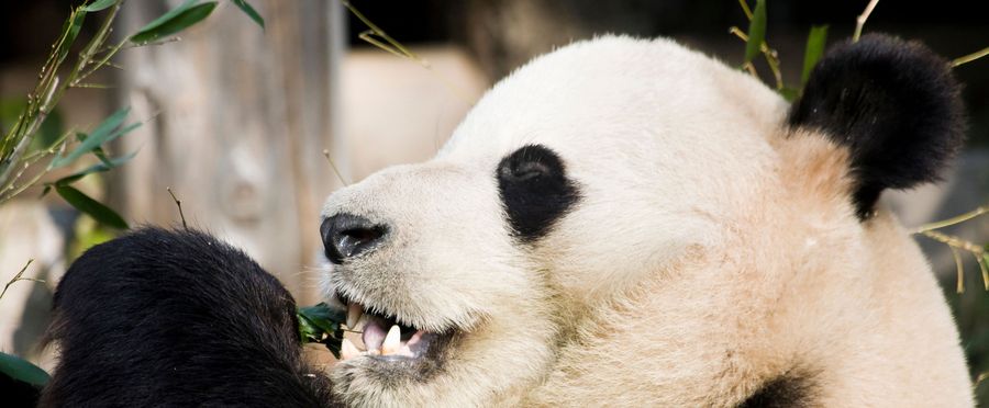 【国際】中国、フランスとパンダ協力延長　2027年に2頭