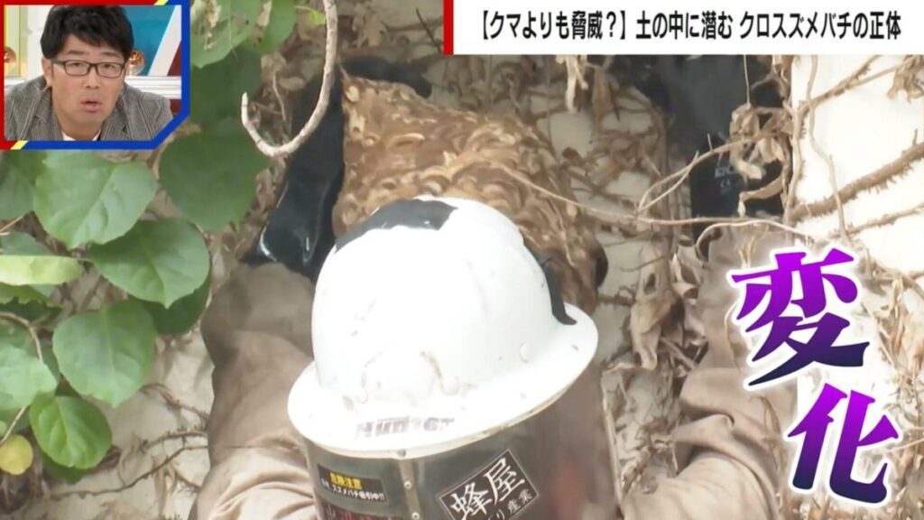 【異変】クロスズメバチに刺され小学生ら22人が搬送  駆除業者「住宅地で巣作り…クマと同じで何かがおかしい」