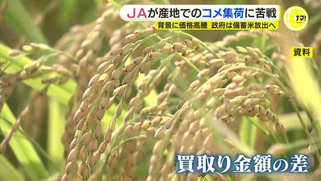 コメ、一俵25000円で買い取り　5kg3500円になるか？