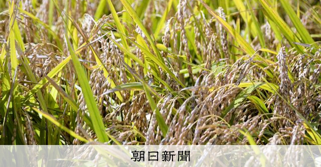 放出した備蓄米の買い戻し検討　26年産の減産も決定　石破改革転換