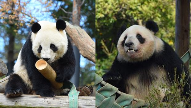 上野動物園の双子パンダ、今月27日に中国へ出発　東京都が正式発表　最終観覧日は25日