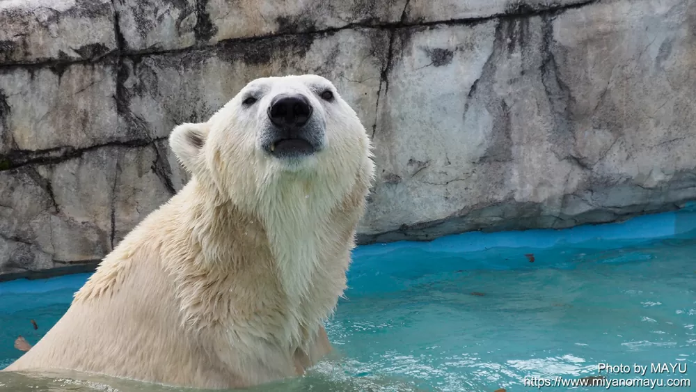 【（・(ｪ)・）（・(ｪ)・）】円山動物園８日ぶりに営業再開「ホッキョクグマを楽しみに来た」園内出没とみられるヒグマ駆除　札幌