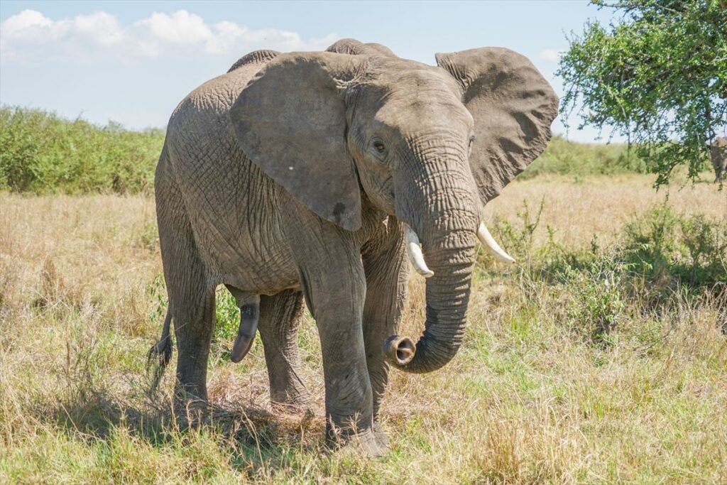 「世界最強の動物」ランキング　3位「ホッキョクグマ」2位「アフリカゾウ」…1位は「シャチ」