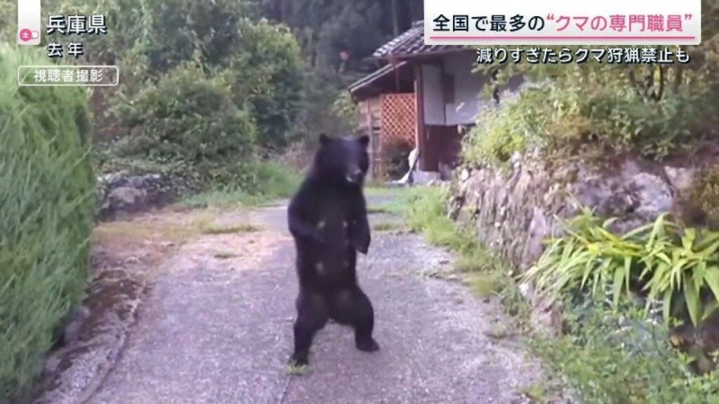 【図解】“全国で唯一”個体数管理のクマ対策先進県　兵庫県の「3つの対策」とは