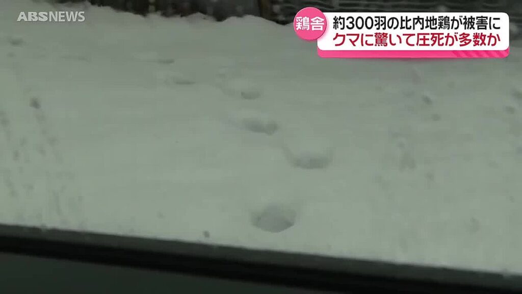 【秋田・大館市】地鶏約300羽が死んでいるのが見つかる　クマに驚いて圧死したか