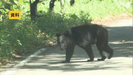 【クマ出没情報】クマが飛び出しパトカーに衝突…磐梯町の磐梯山ゴールドライン 31日午前4時半すぎ 福島