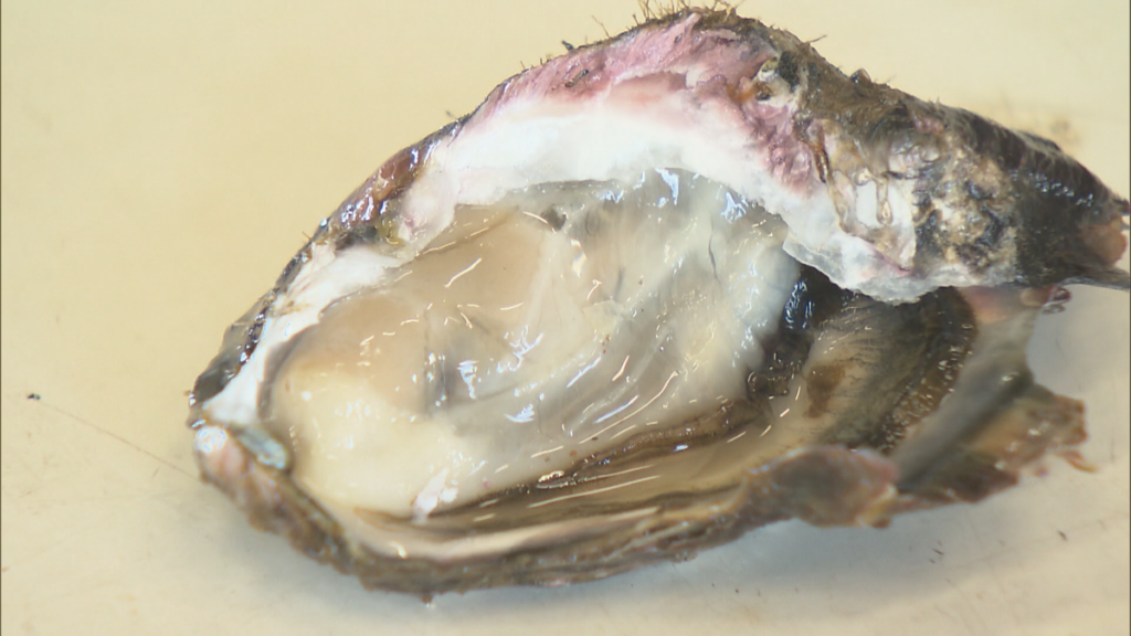 【青森県八戸沖】養殖施設ごと…カキ3,350個が行方不明