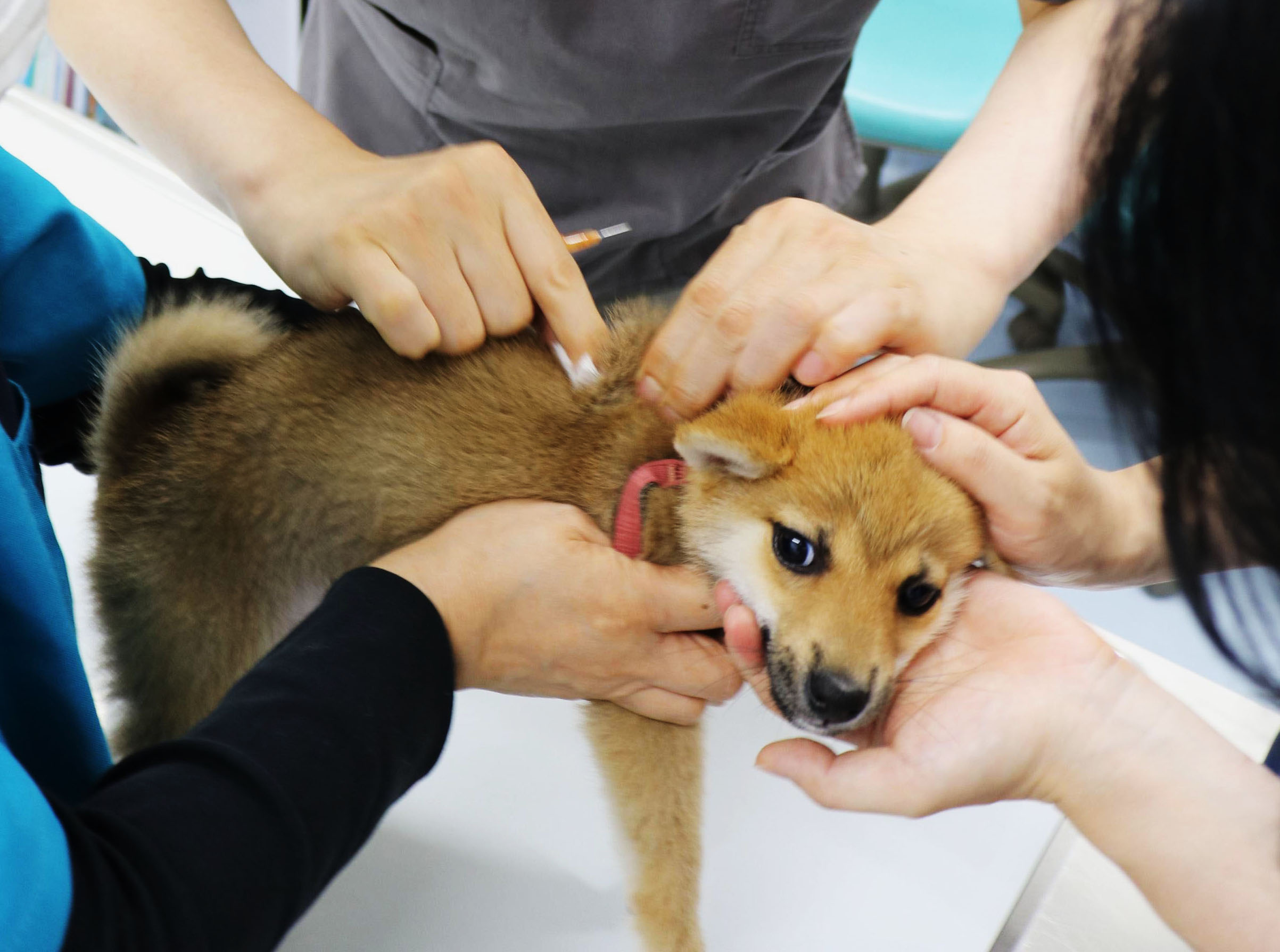 【厚生労働省】狂犬病ワクチン通年可能に　4～6月限定規則見直しへ