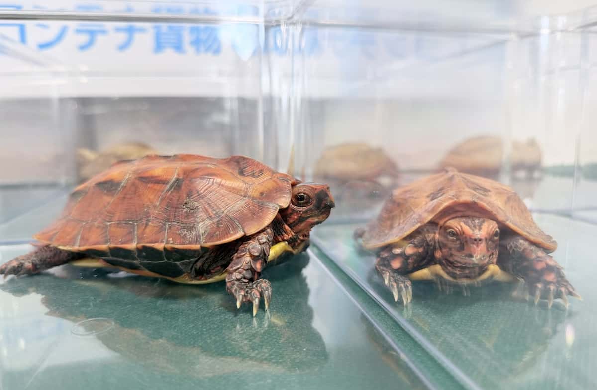 中国人4人、世界自然遺産「やんばるの森」や離島で密猟か ビスケットと偽り絶滅危惧種のカメを大量密輸