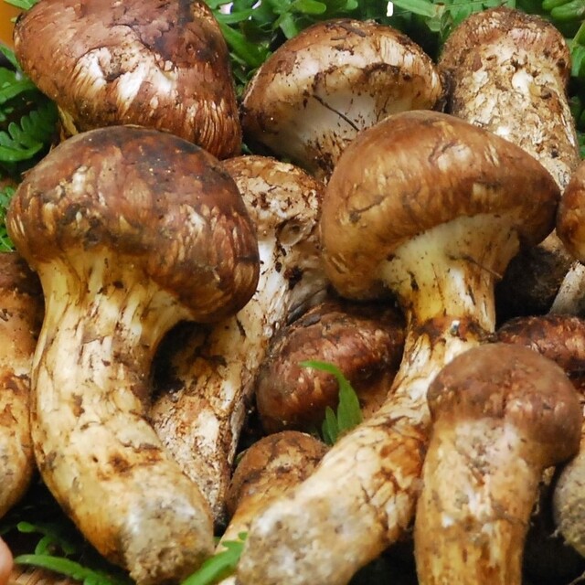 マツタケ不作　寄付者の4割ほどに返礼品送れず