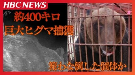 体重約400キロ…こうして巨大ヒグマは捕獲された　約2週間前にも出没？「よくわなに入ったな」地元猟友会会長も驚いた…過去最大級の巨体